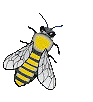 dancing bee